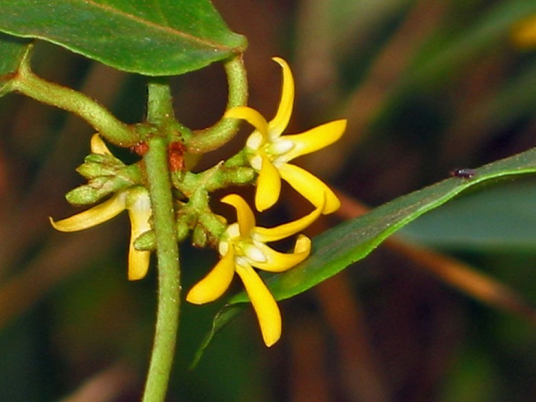 Hình ảnh hoa cây Dây quả cong