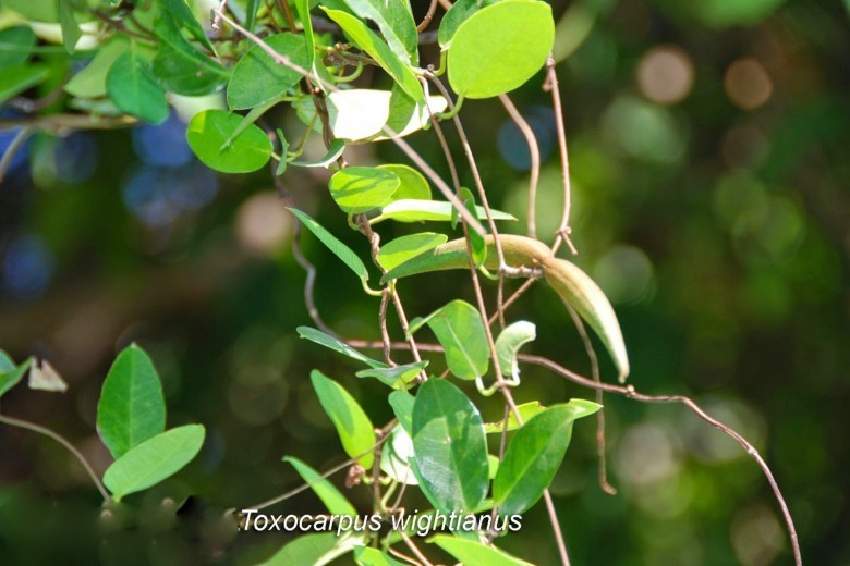 Hình ảnh thân cây và quả