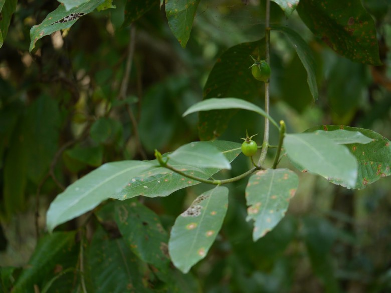 Hình ảnh quả cây Dành dành bóng