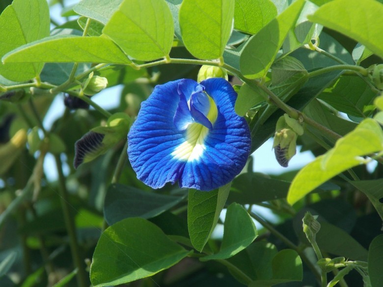 Hình ảnh cây Ðậu biếc