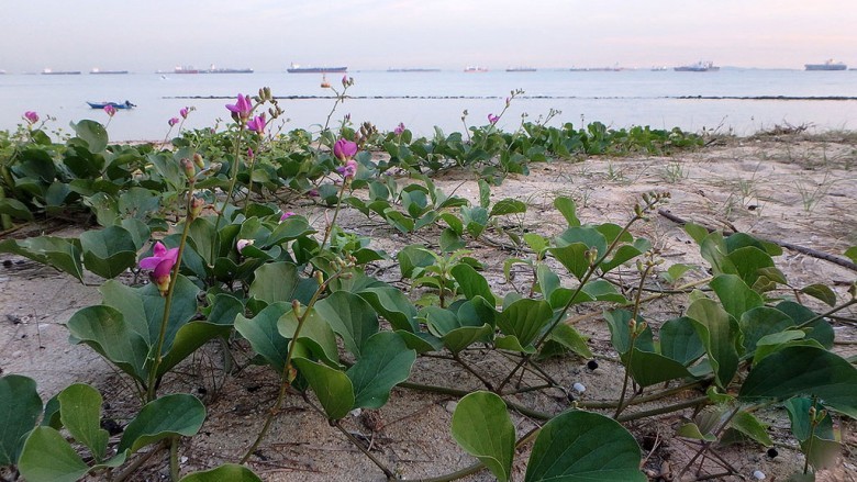 Hình ảnh cây đậu biển