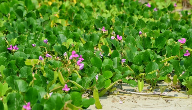 Hình ảnh cây Ðậu cộ biển - Canavalia cathartica