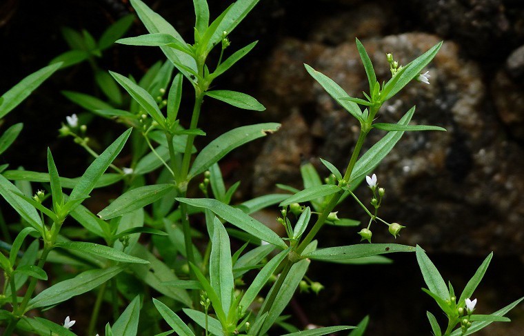 Bài thuốc và cách dùng