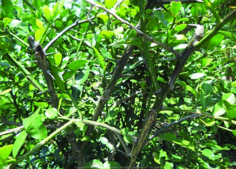 Hình ảnh và thông tin tham khảo kỹ hơn về cây dược liệu Trấp, Trúc, Chanh xác - Citrus hystrix DC