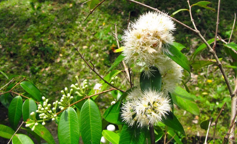 Hình ảnh hoa cây Trâm vỏ đỏ, Trâm sắng, Trâm Xri Lanca - Syzygium zeylanicum