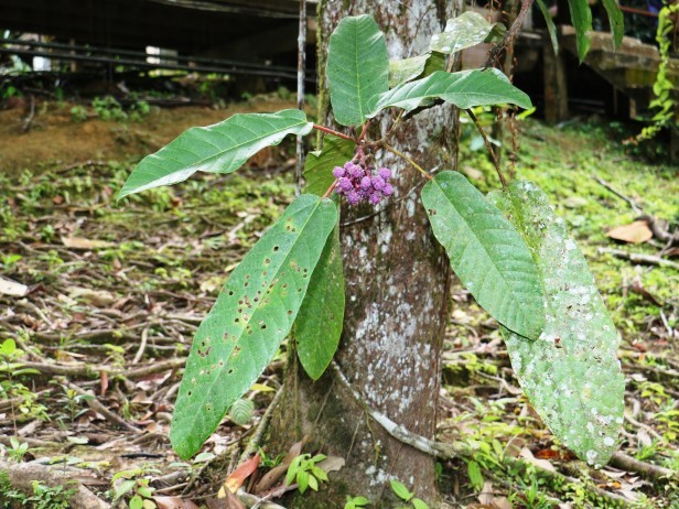 Tham khảo thêm các hình ảnh dưới