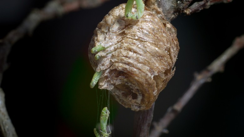 Xem thêm hình ảnh Tổ con bọ ngựa