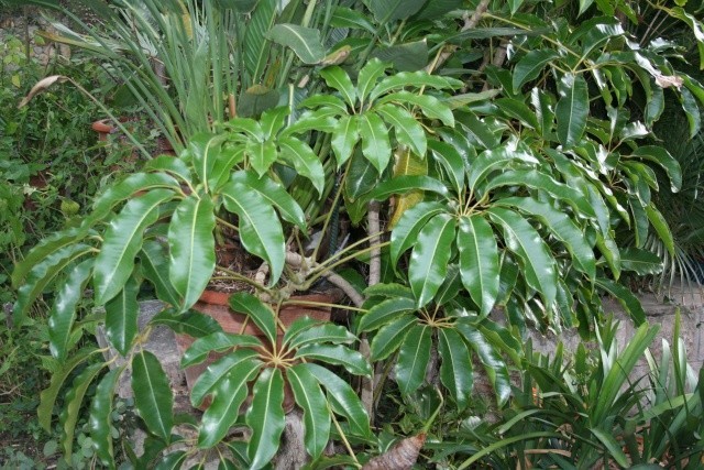 Xem thêm hình ảnh cây