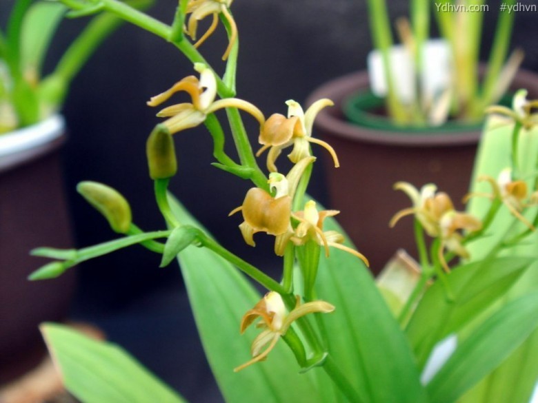 Tỏi tai dê cánh liềm, Nhẵn diệp Bootan, Lan tai dê giáo - Liparis bootanensis Griff., thuộc họ Lan - Orchidaceae.