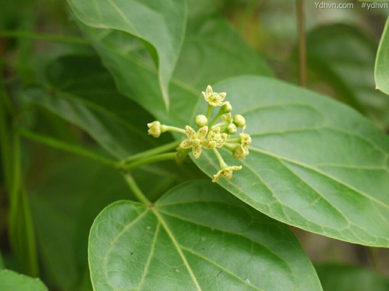 Hình ảnh cây Tinh thư - Cosmostigma racemosa 