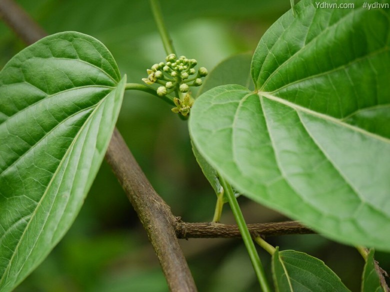 Thông tin hình ảnh tham khảo thêm