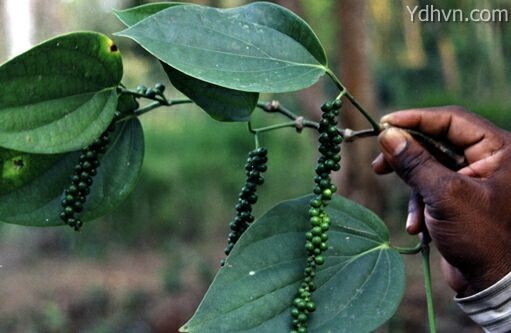 Hình ảnh mô tả cây