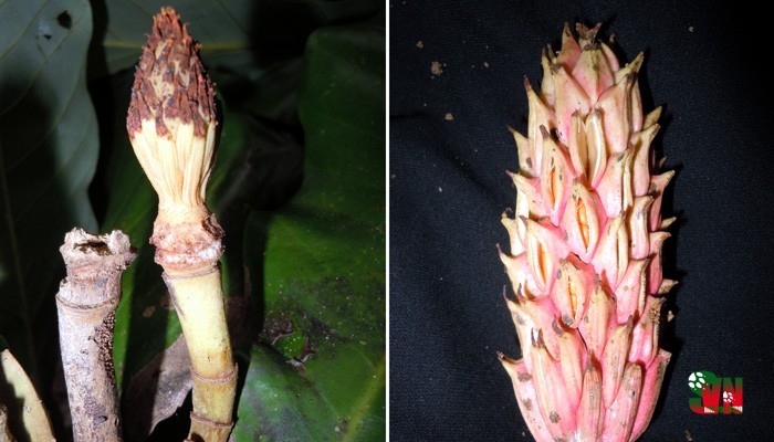 LOÀI NGỌC LAN MỚI MAGNOLIA TIEPII Ở KHÁNH HOÀ