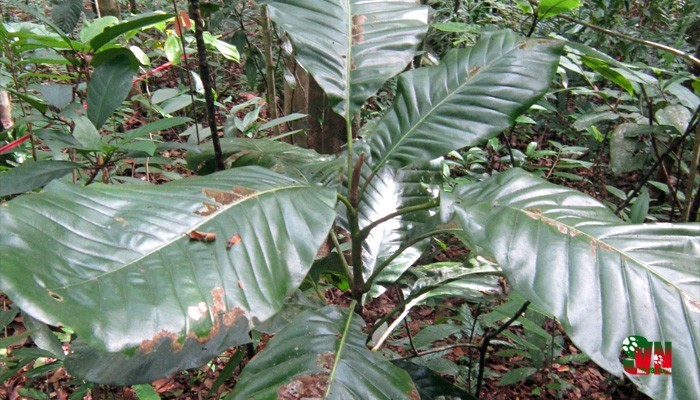 LOÀI NGỌC LAN MỚI MAGNOLIA TIEPII Ở KHÁNH HOÀ