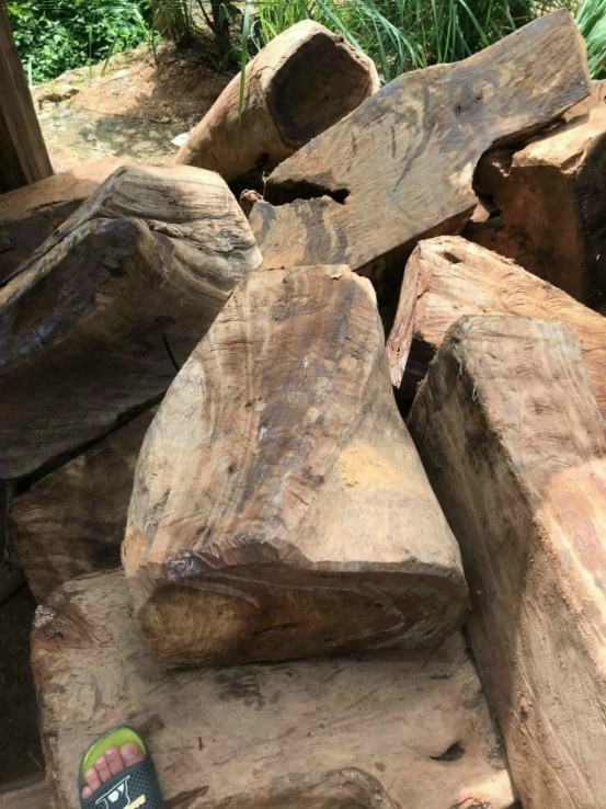 'Săn' gỗ ở cửa khẩu Lao Chải