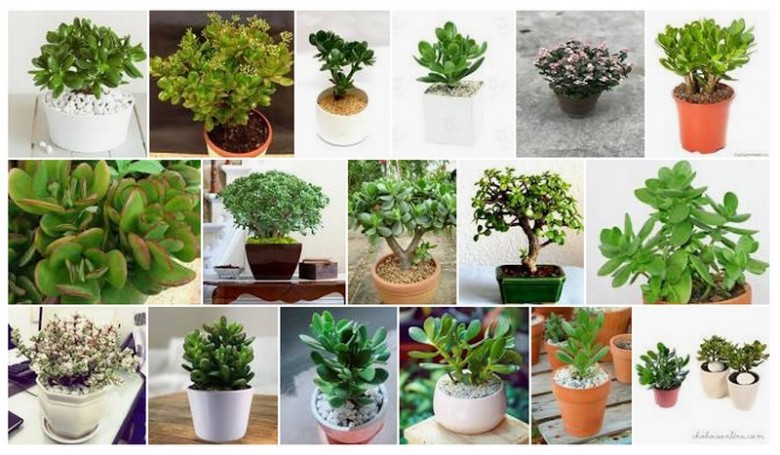 Hình ảnh cây ngọc bích trồng làm cảnh