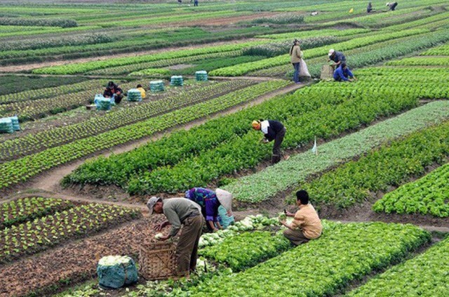 Thẩm cho người nước ngoài thuê đất nông nghiệp tại Việt Nam