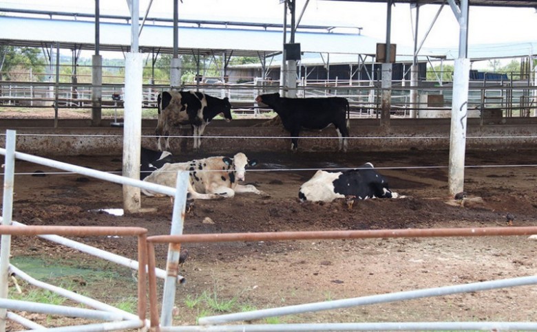 Xin chuyển sang nuôi... lợn