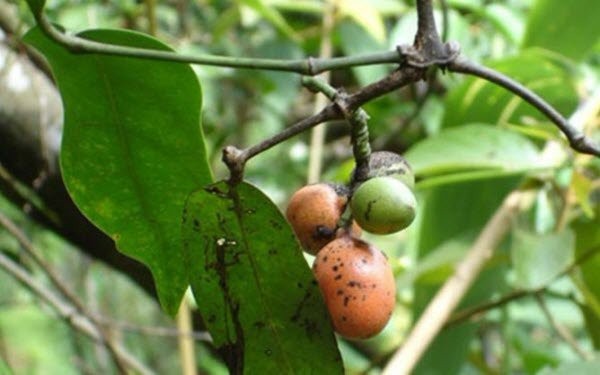 Trích ly enzyme – hóa học xanh