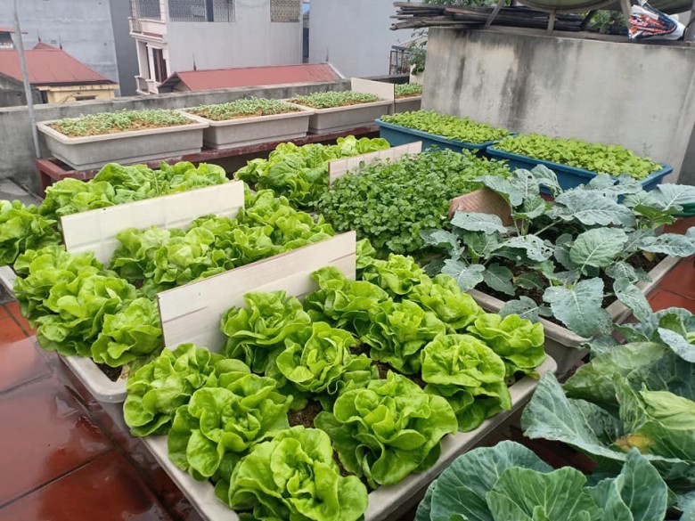 Đầu tư 6 triệu để trồng rau sạch