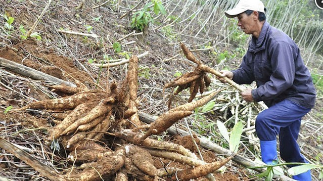 Trung Quốc tăng mua, xuất khẩu sắn còn lạc quan