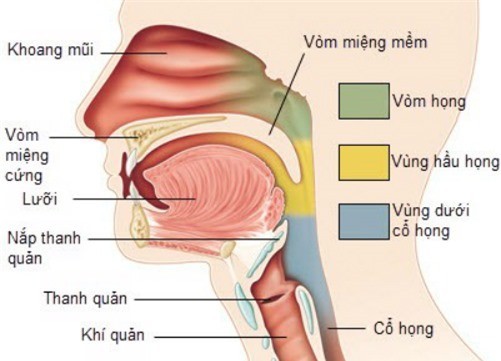 Cách phân biệt