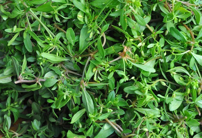 Cây rau đắng còn có tên gọi khác là: