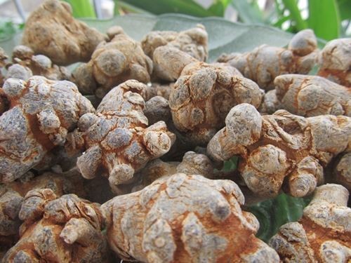 Tam thất là một cây thuốc quý, các bộ phận của cây đều có giá trị sử dụng làm thuốc điều trị các bệnh về tim mạch…..,
