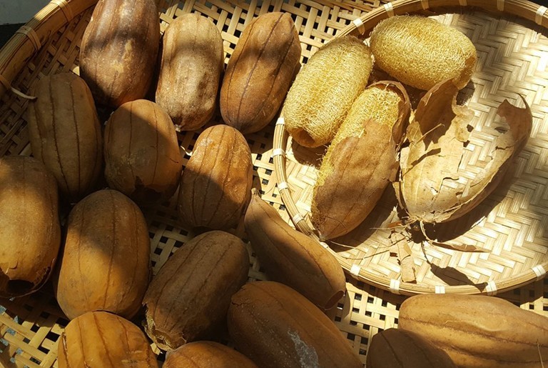 Những công dụng tuyệt vời của xơ mướp