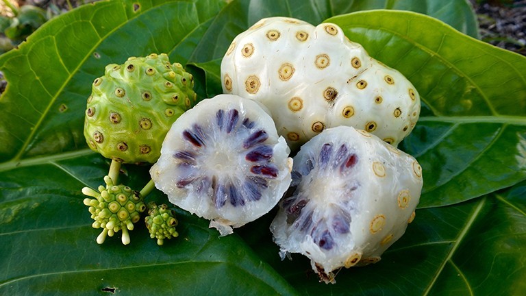 Bài thuốc từ cây nhàu