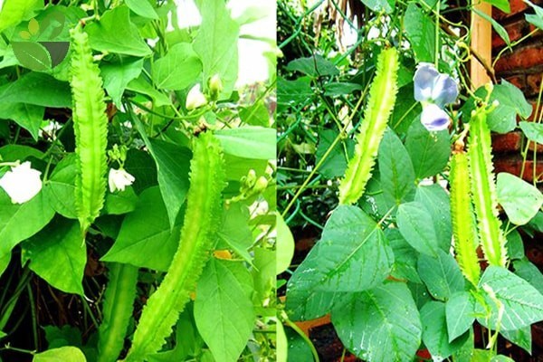 Những tác dụng của đậu rồng với sức khỏe