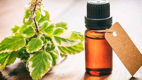 Sau đây là những tác dụng thú vị của loại tinh dầu này mà bạn không nên bỏ qua.
