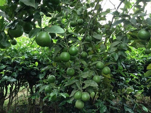 Những công dụng của chanh