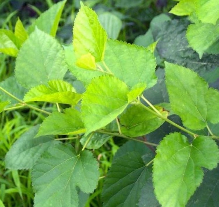 1.Tang diệp (Lá dâu)
