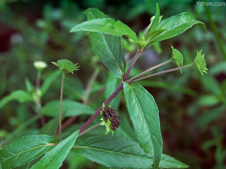 3. Cỏ mực (Hạn liên thảo)