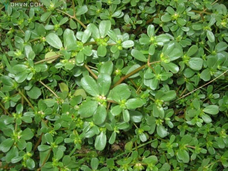 Cây Rau sam bộ phận dùng là toàn cây.