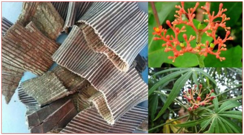 Thảo dược giúp giảm huyết áp
