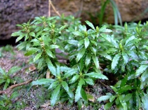 Nhân giống bằng nuôi cấy mô