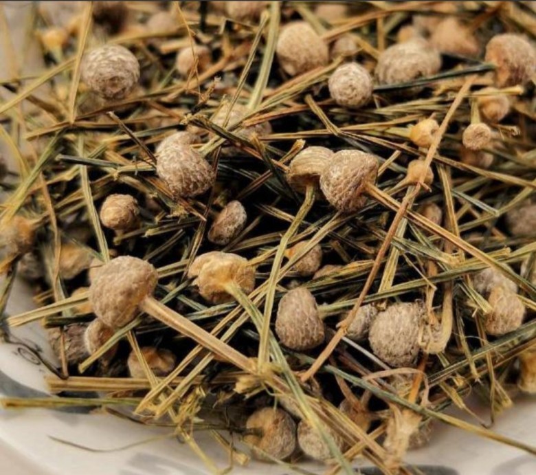 3. Bài thuốc chữa bệnh từ cốc tinh thảo
