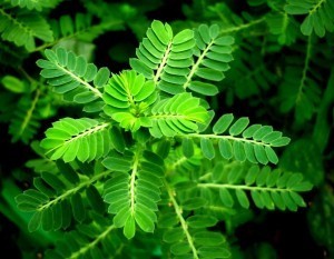 Lợi ích sức khỏe của diệp hạ châu