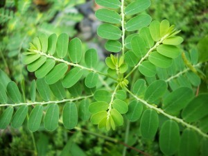Tác dụng phụ có thể gặp khi dùng diệp hạ châu