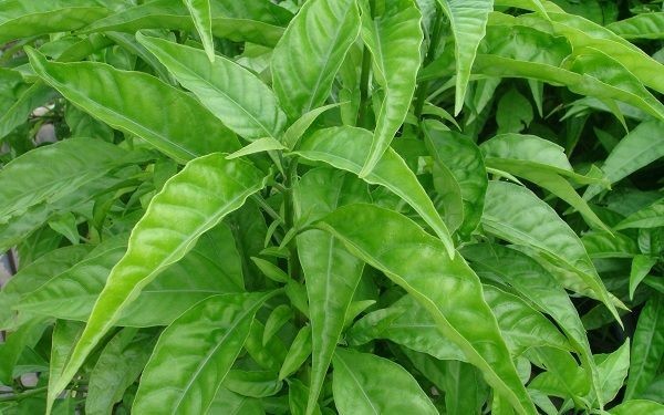 Những công dụng và cách dùng cây hoàn ngọc chữa bệnh