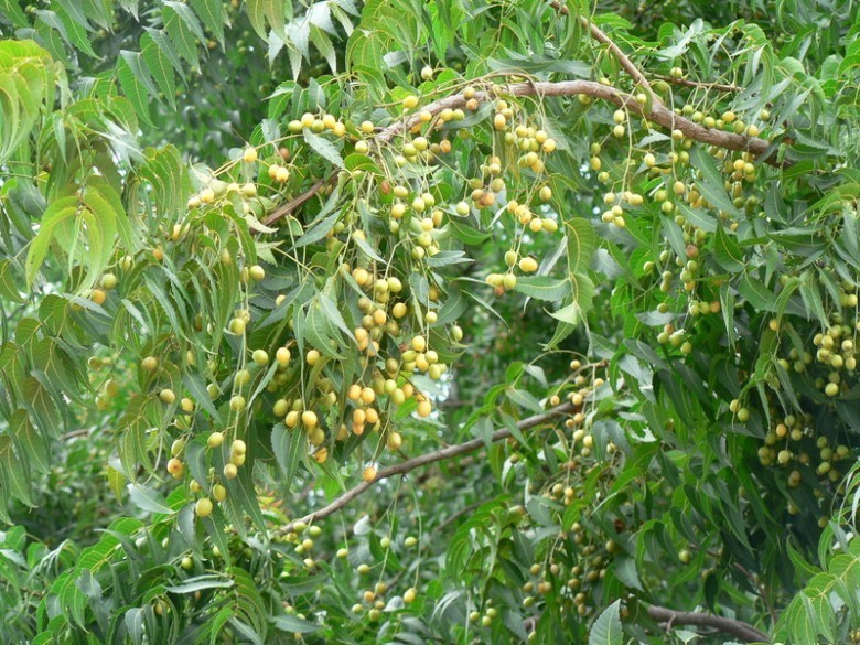 Y học hiện đại cũng đã chứng thực cây này mang đến rất nhiều lợi ích sức khỏe.