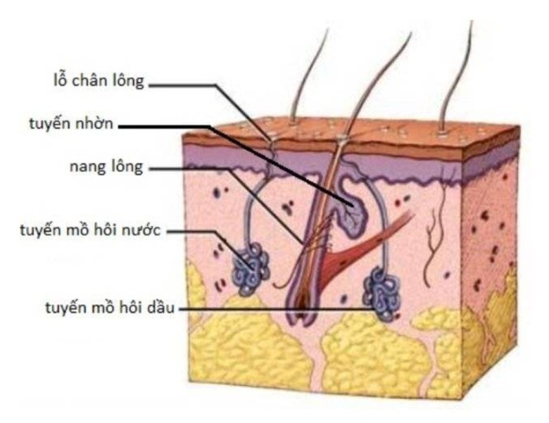 2. Ung thư tuyến mồ hôi và triệu chứng