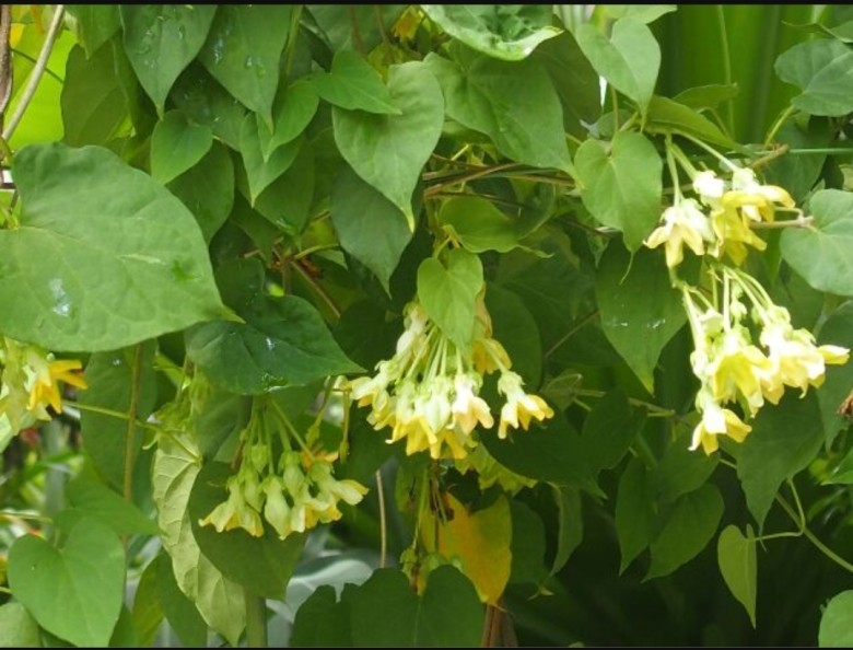 Món ăn bài thuốc từ hoa thiên lý