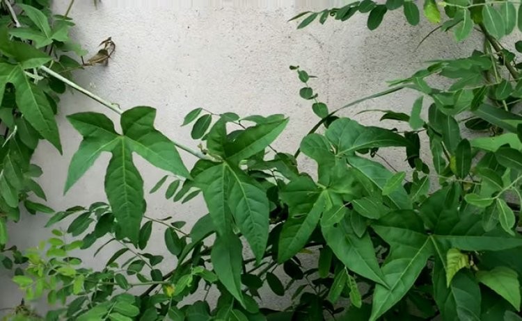 4. Bộ phận dùng làm thuốc, thu hái, sơ chế