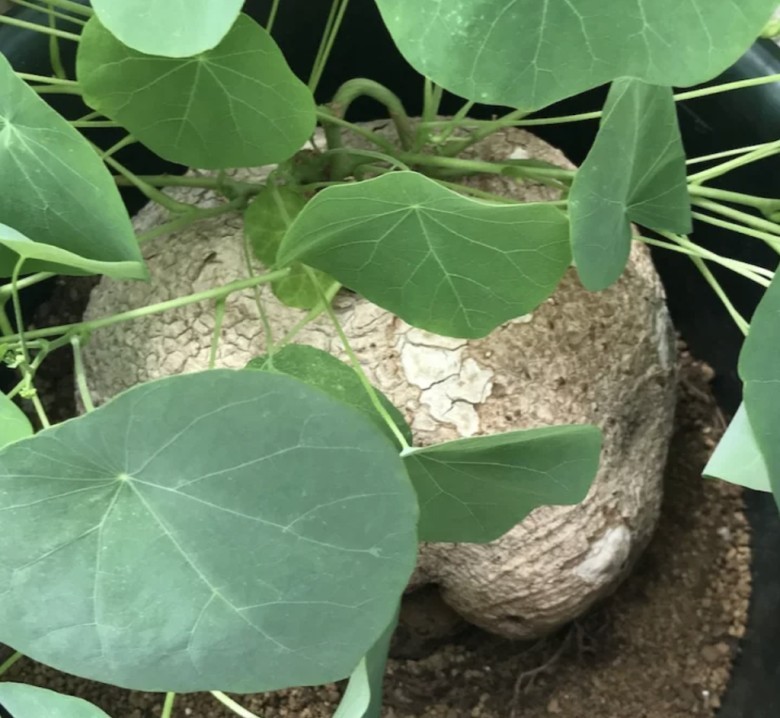 Công dụng của củ bình vôi