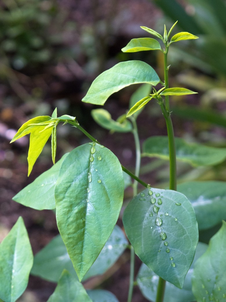 Lợi ích sức khoẻ của rau ngót