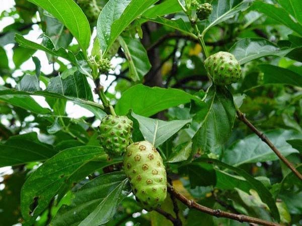 2.Tác dụng chữa bệnh của cây nhàu