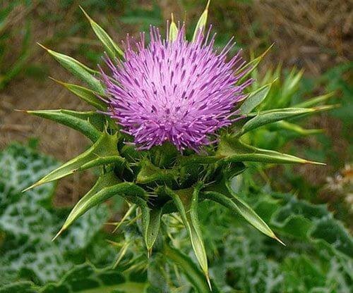 2. Cây kế sữa (Milk thistle)